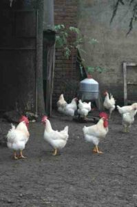 Death to Factory Farms Image